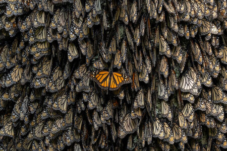 World Press Photo 2024 "Saving the Monarchs" - @Jaime Rojo ( National Geographic )